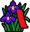 菖蒲短册
