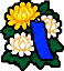 菊花青短